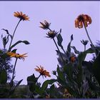 field flowers