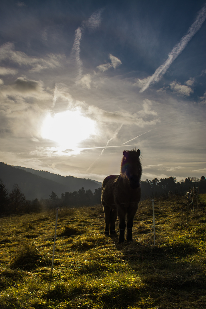 field idyll