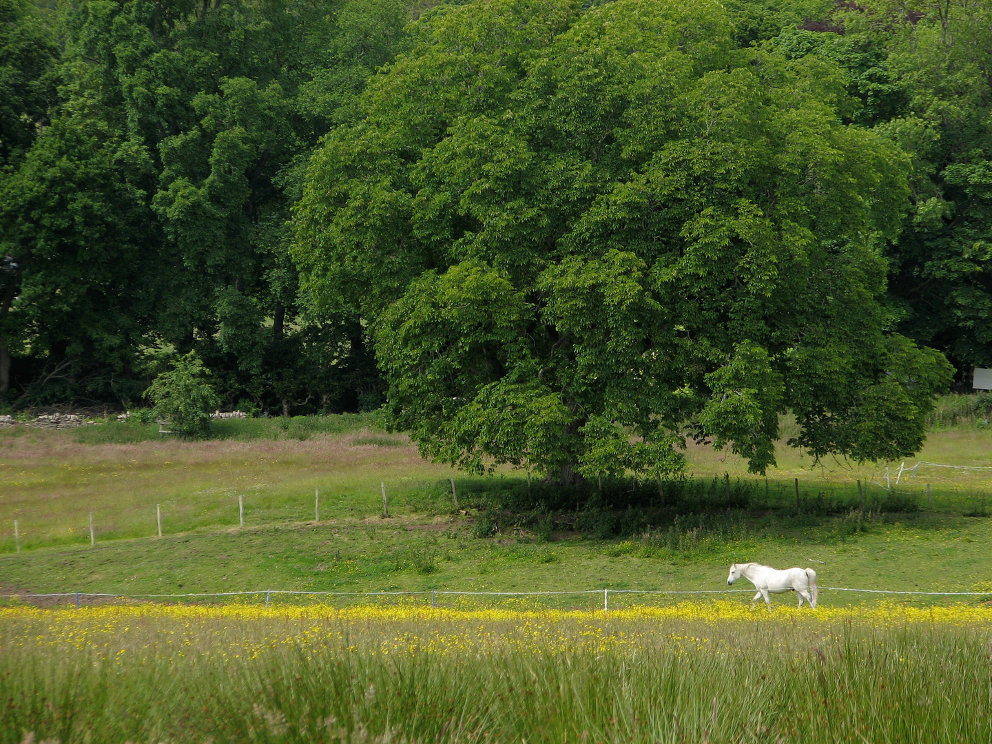 Field in Golspie, Scotland