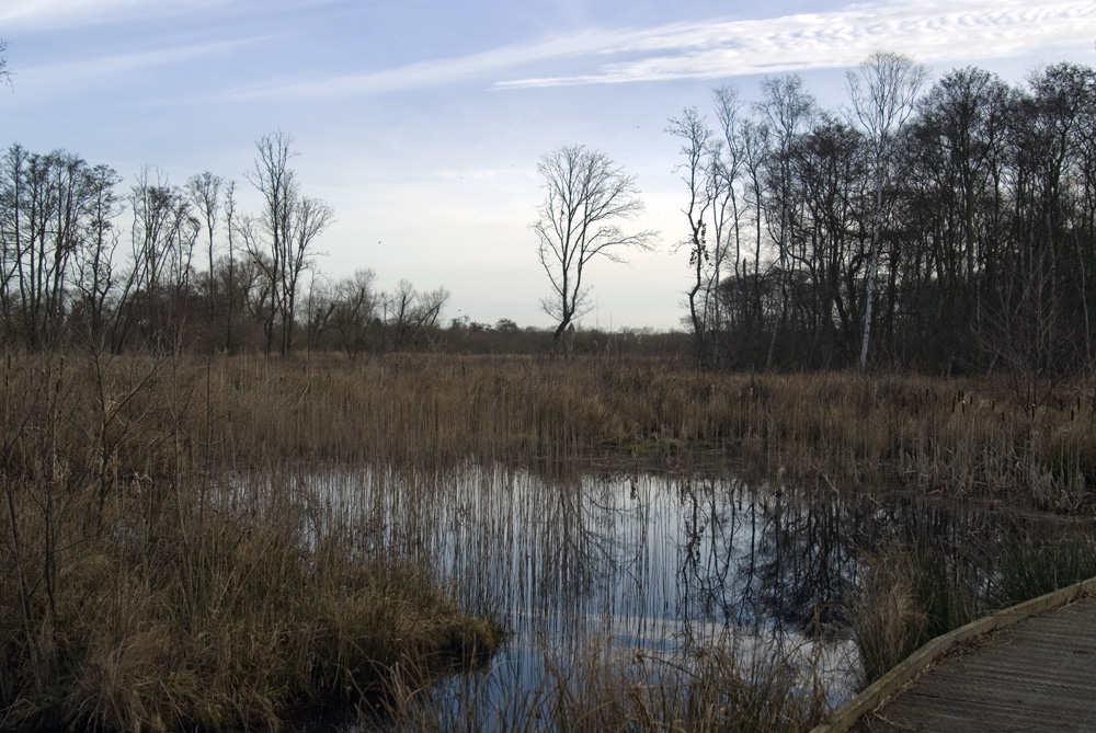 Field in spring