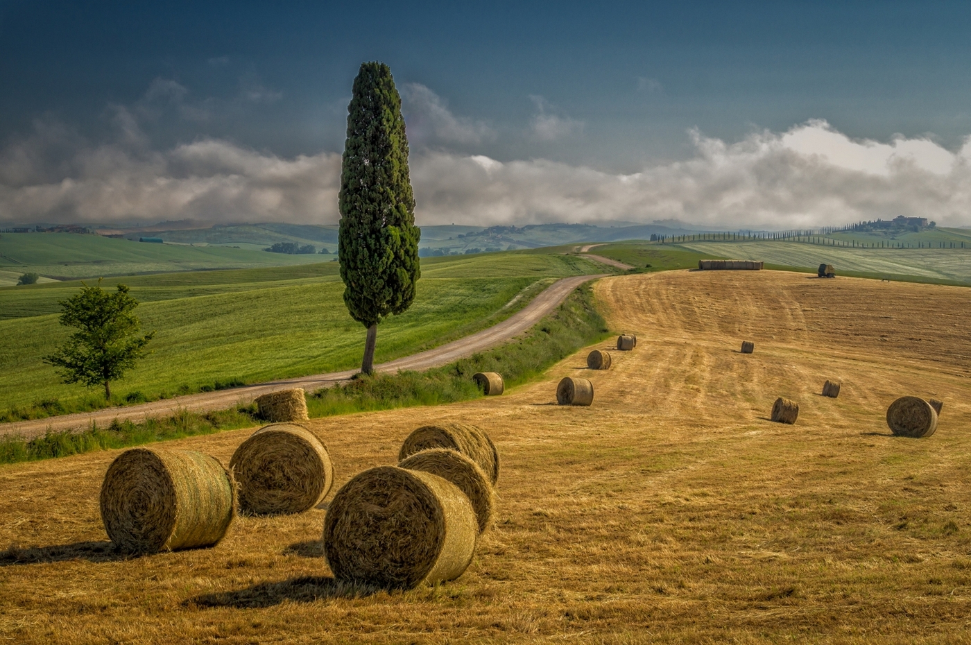 Field in summer