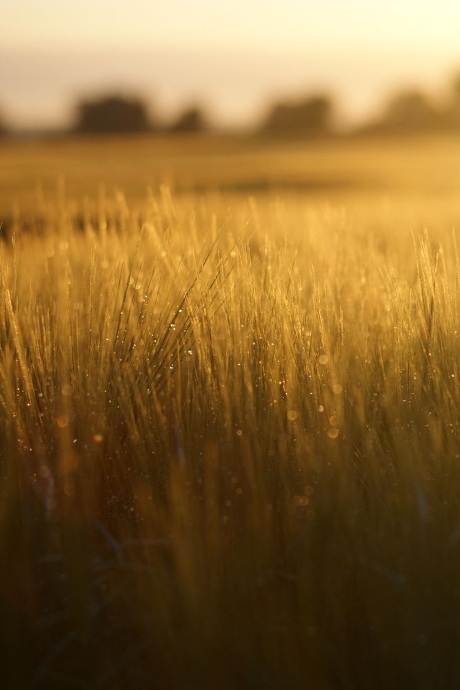 field in the morningsun