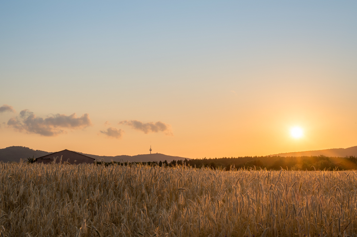 Field in the Sunset