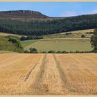 field near great tosson