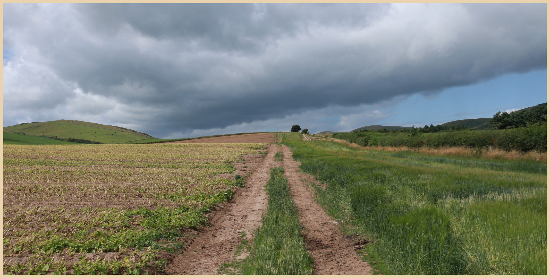 field near kirknewton 2