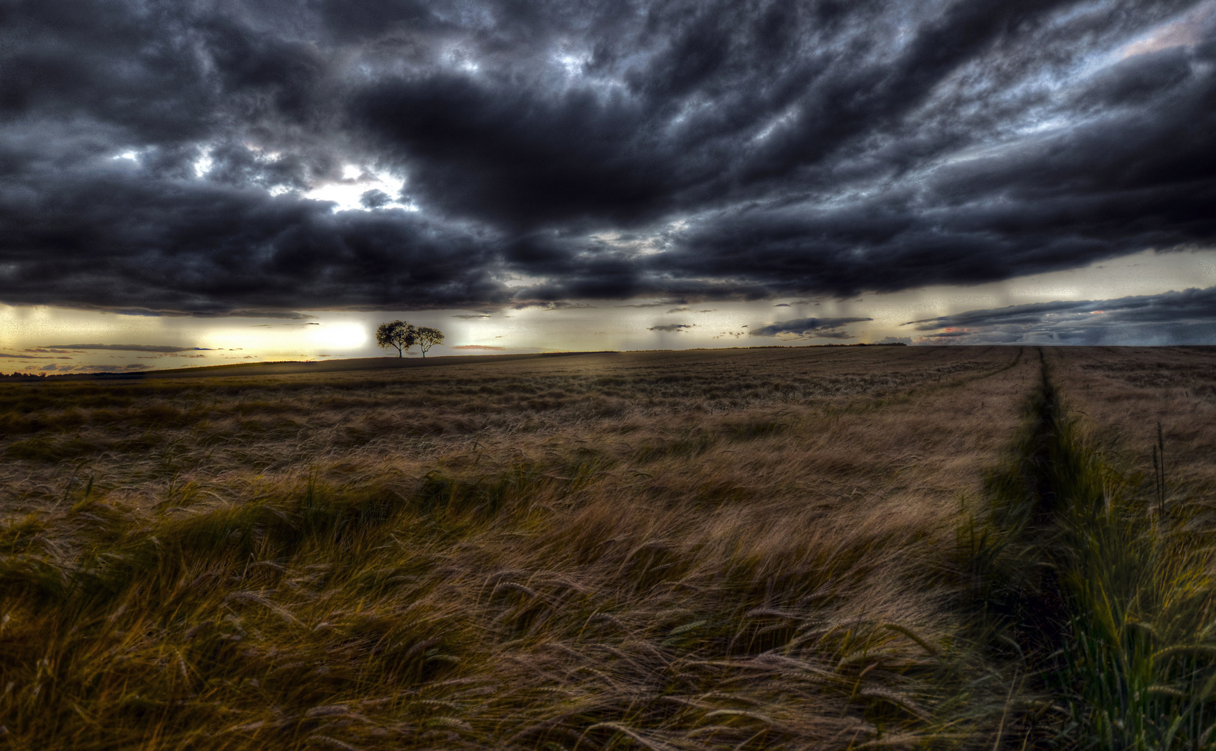 * * * field of barley * * *