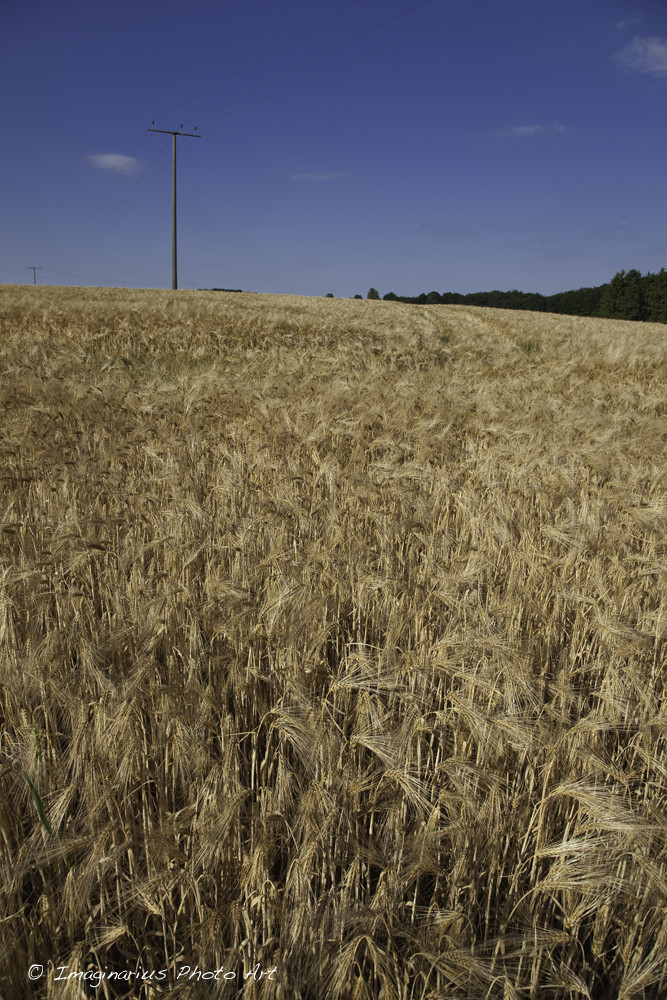 field of barley - Gerstenfeld