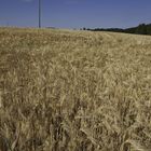 field of barley - Gerstenfeld