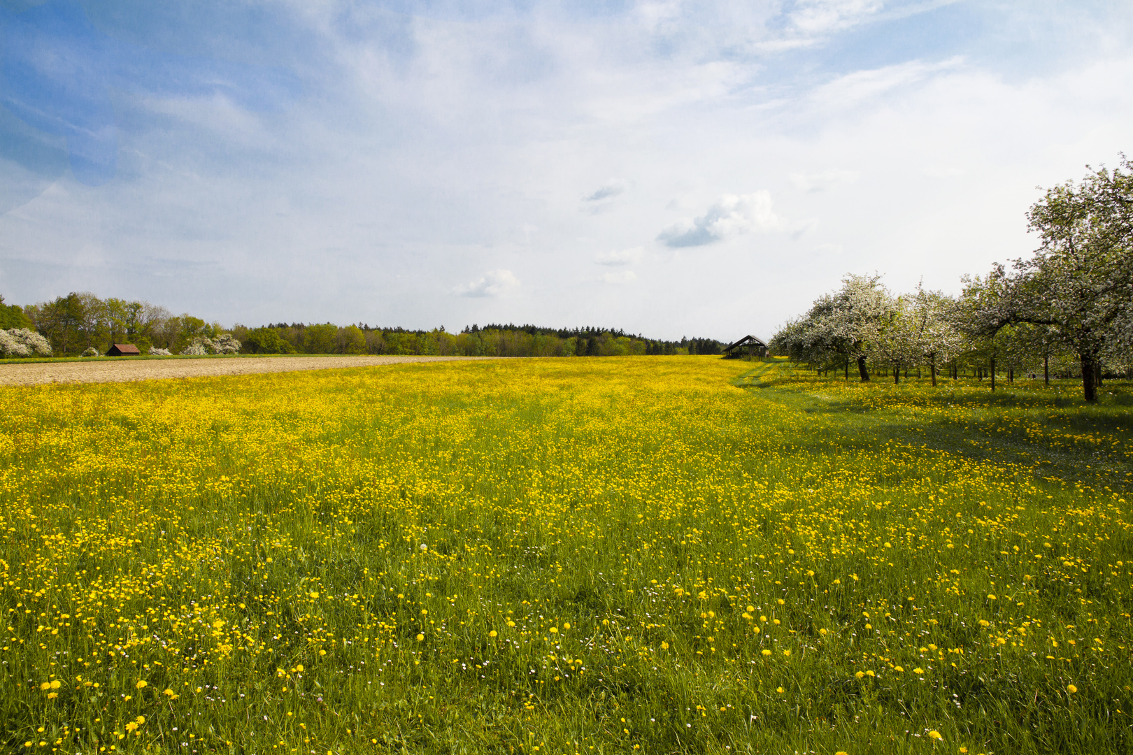 field of buttercup