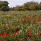 field of colored flowers