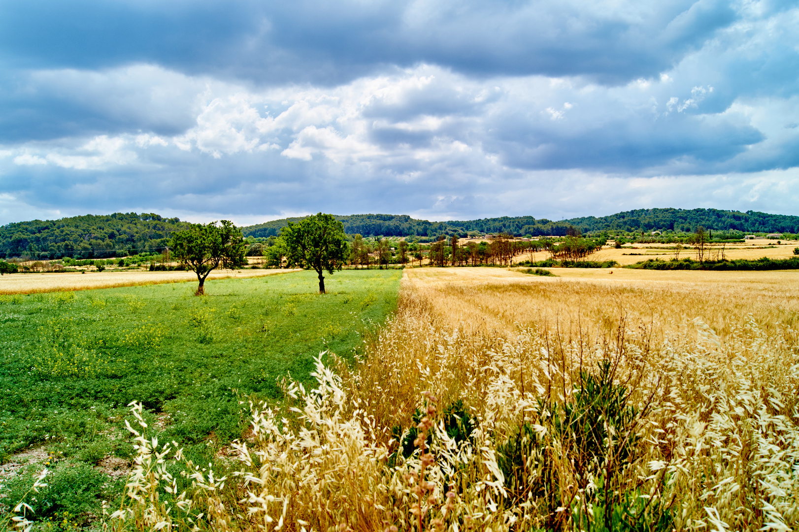 - Field of Colours -