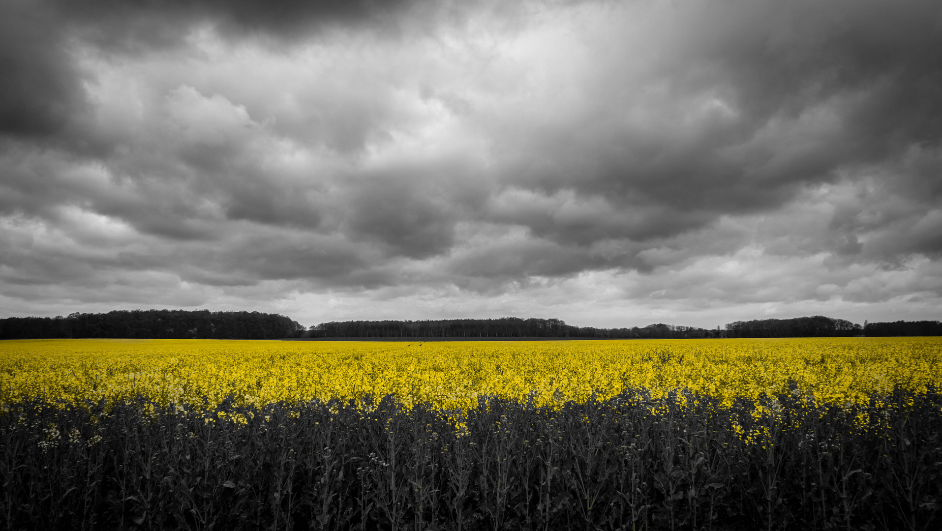 Field of colza