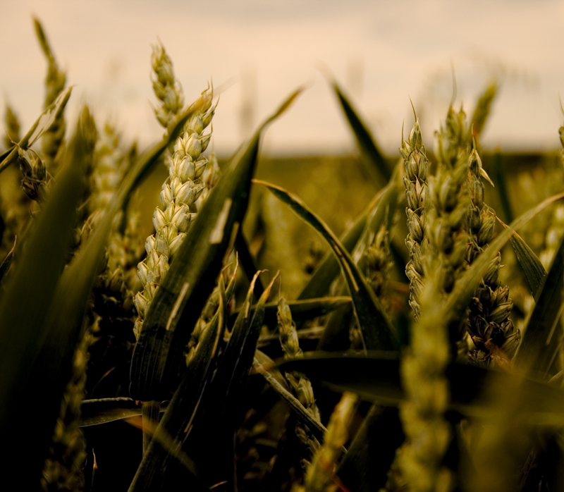 field of corns