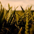 field of corns