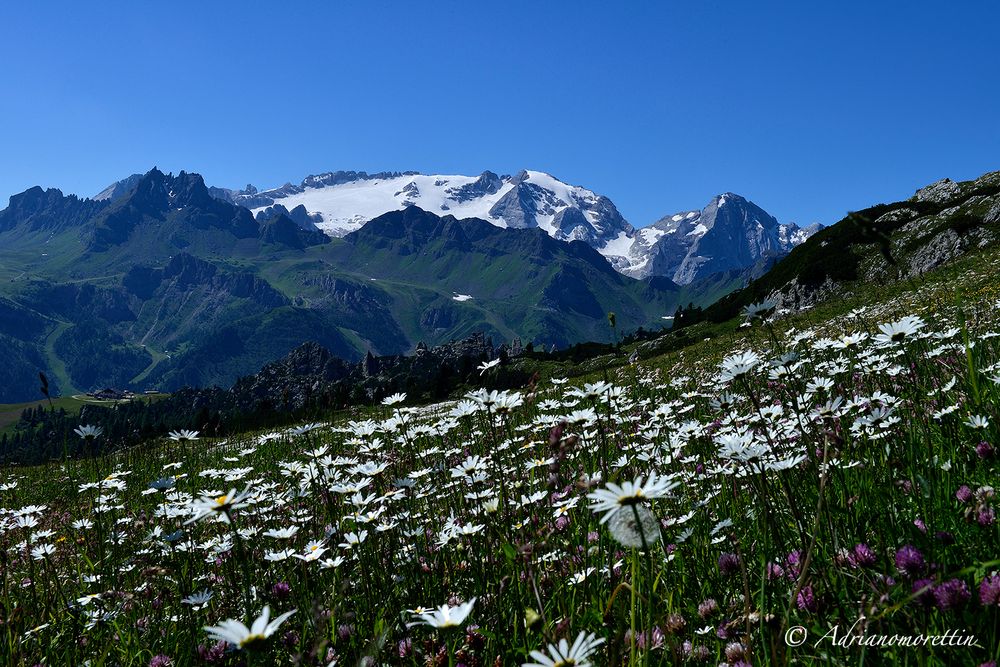 field of daisies