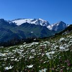 field of daisies