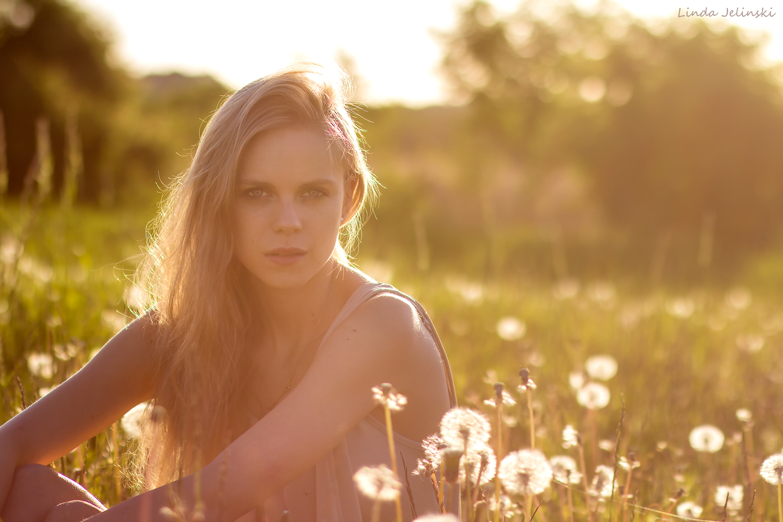 Field of dandelions