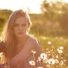 Field of dandelions