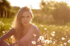 Field of dandelions