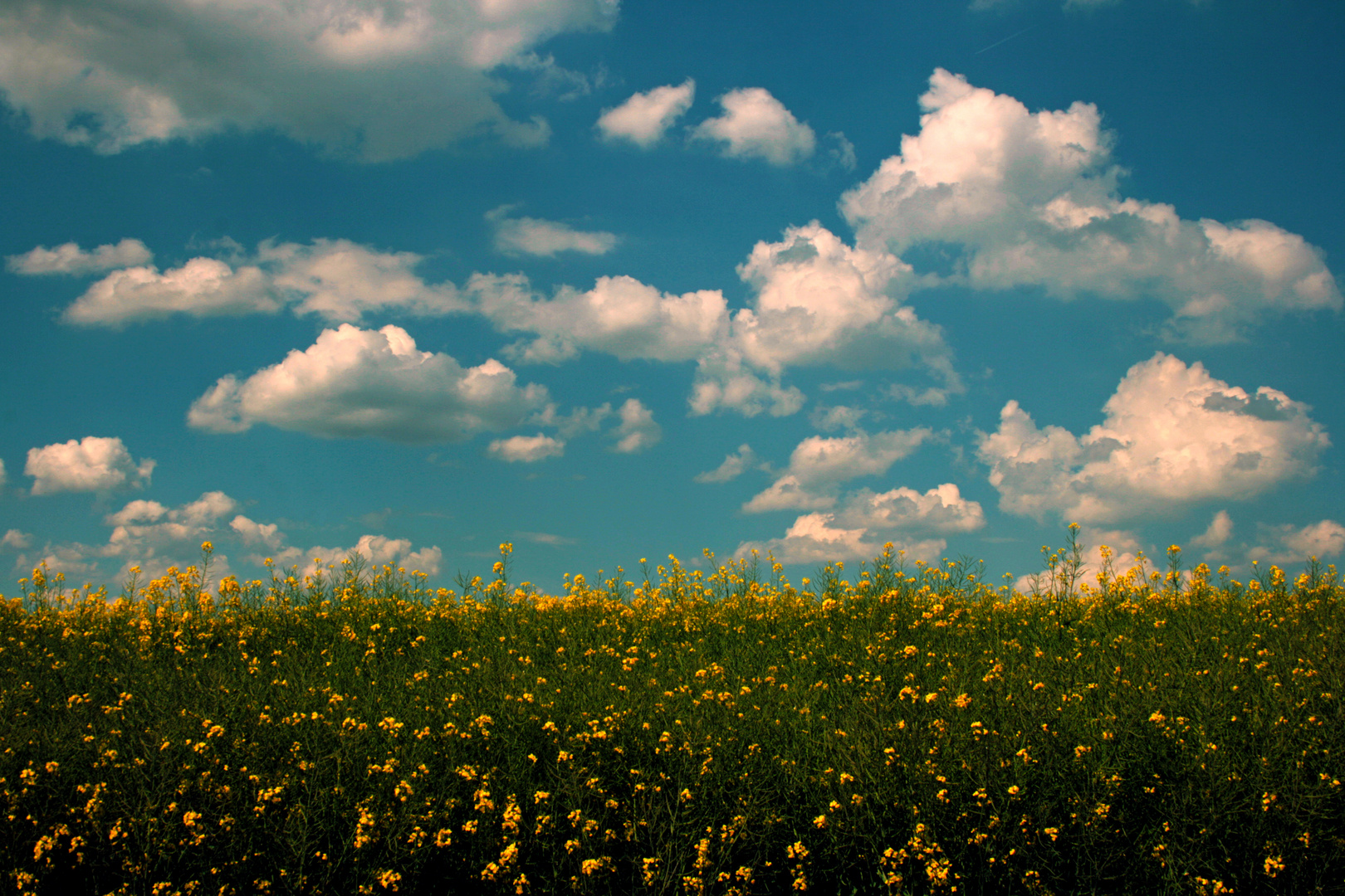 FIELD OF DREAMS