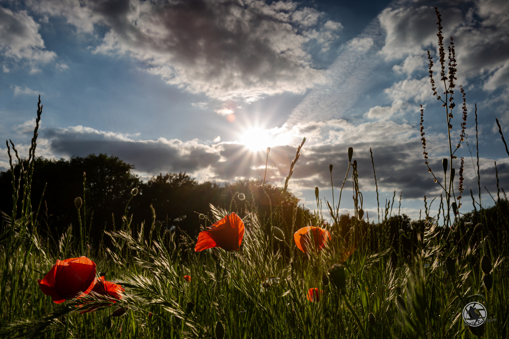 field of dreams