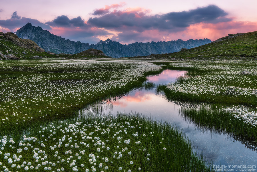 Field of Dreams