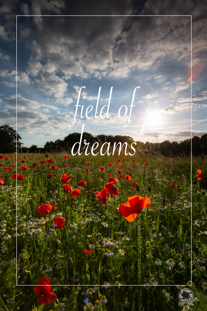 field of dreams