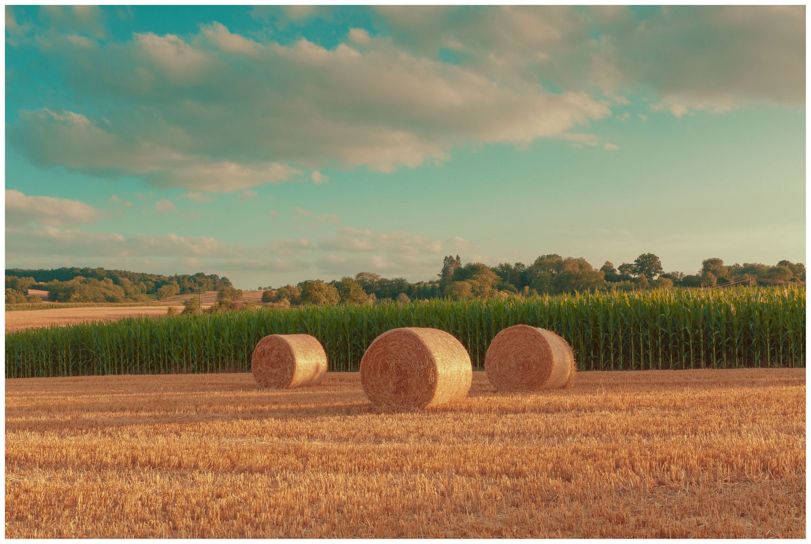 ~~ Field of Dreams ~~