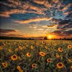 Field of flower