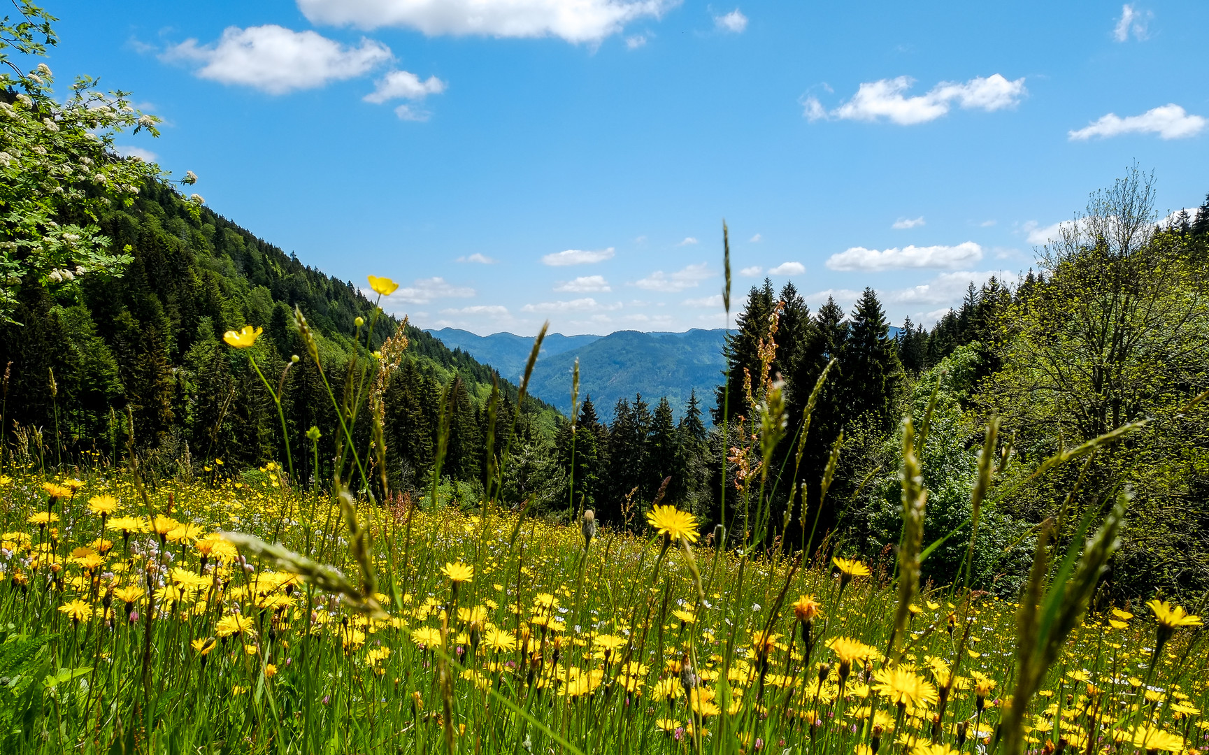 field of flowers