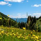 field of flowers