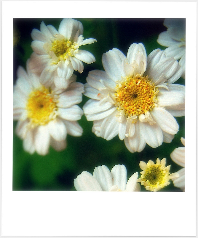 field of flowers, 2