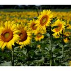 field of flowers