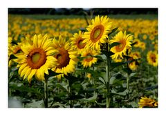 field of flowers