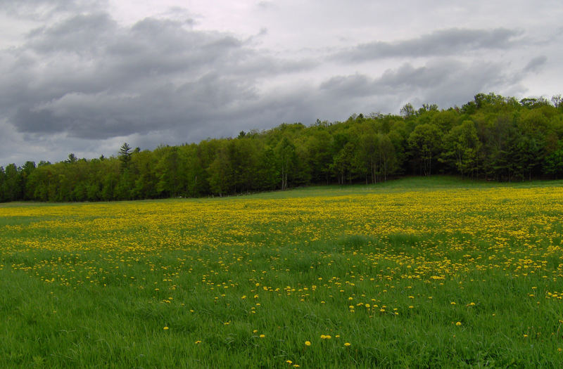 Field of flowers