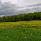 Field of flowers