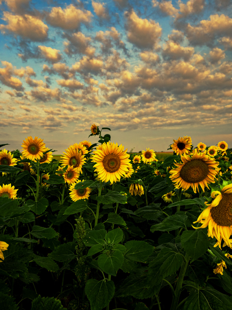 Field of Gold