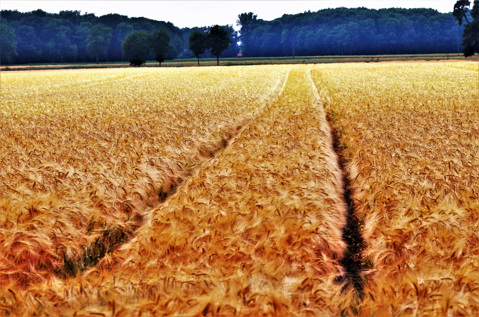 Field of Gold