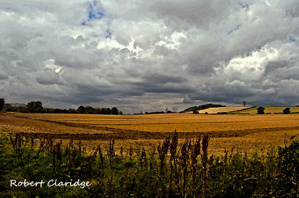 Field of Gold