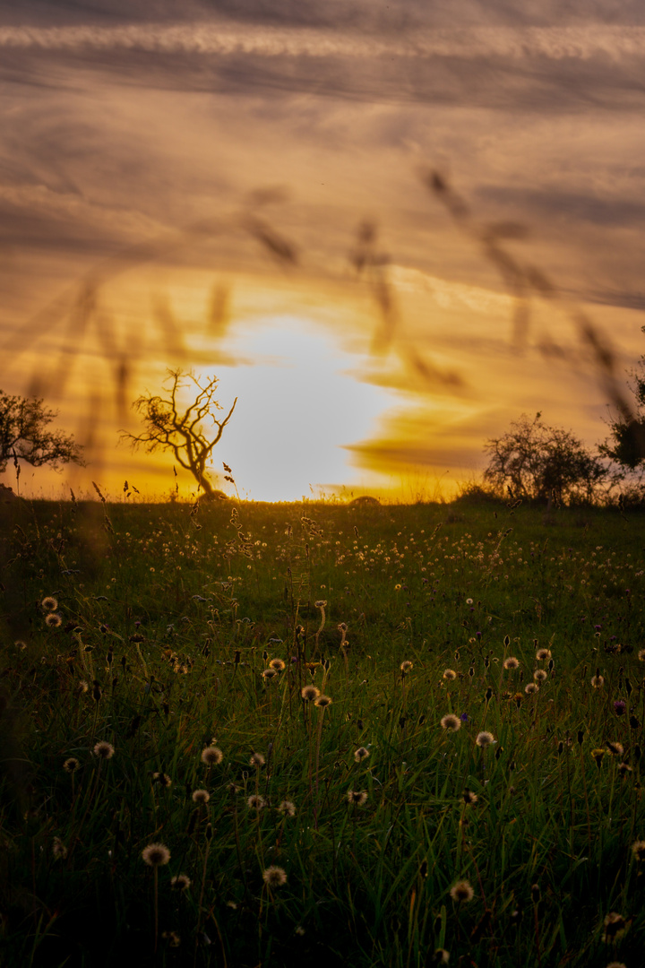 Field of gold