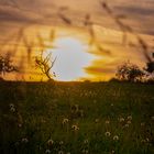 Field of gold