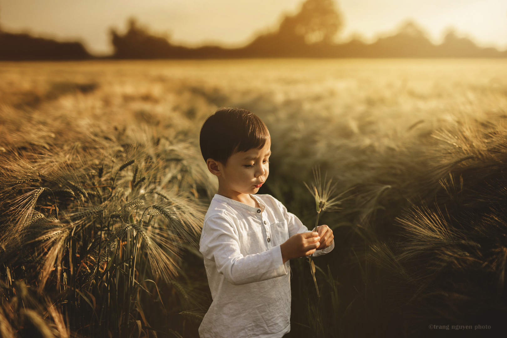 Field of gold