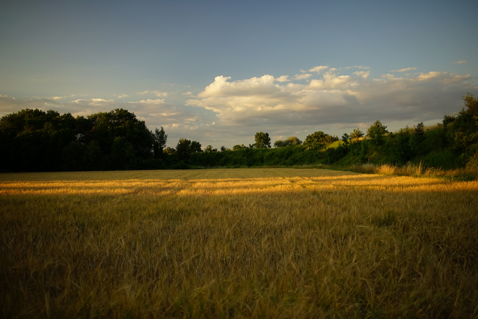 field of gold