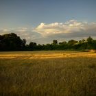 field of gold