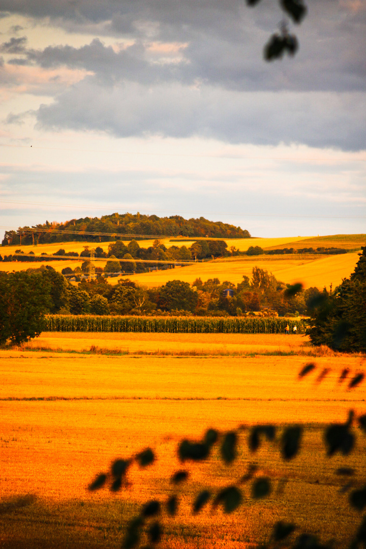 Field of gold 