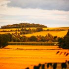 Field of gold 