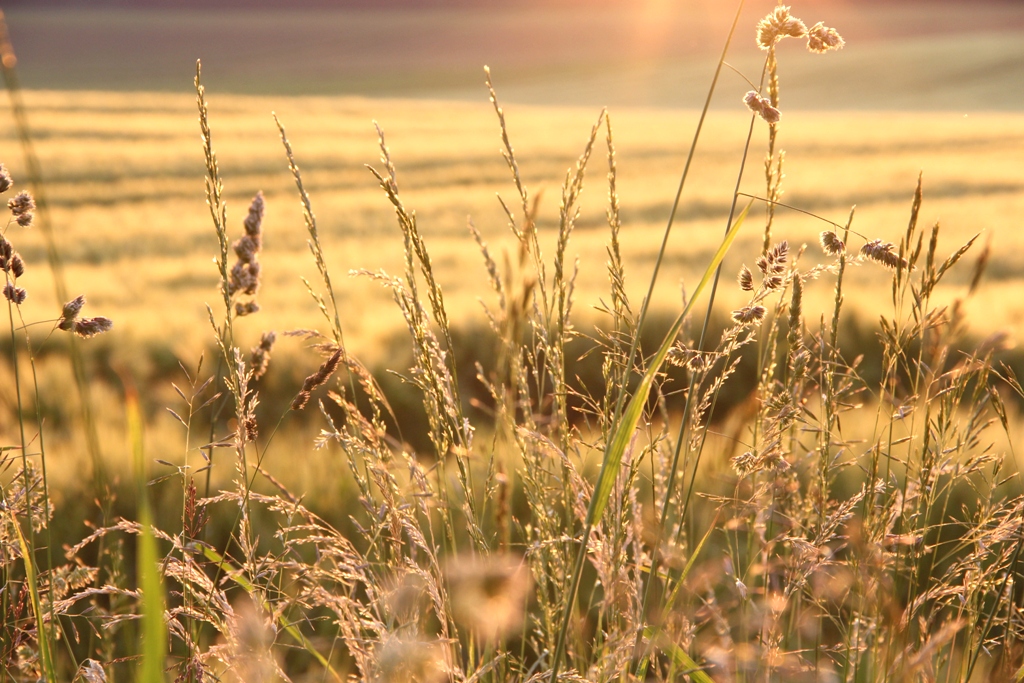 Field of gold