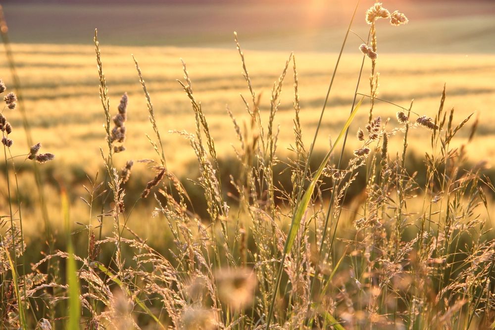 Field of gold