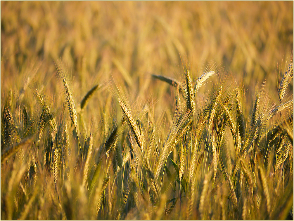 Field of Gold