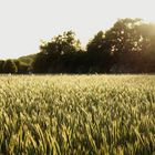 Field Of Gold